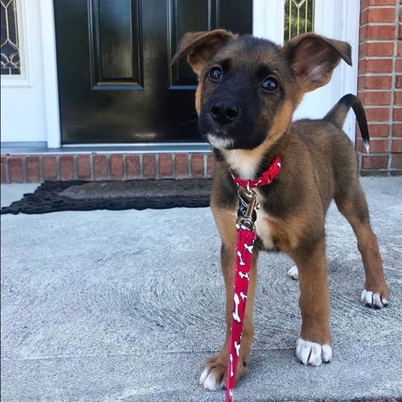 Meet your Posher, Alia - Picture 4 of 6